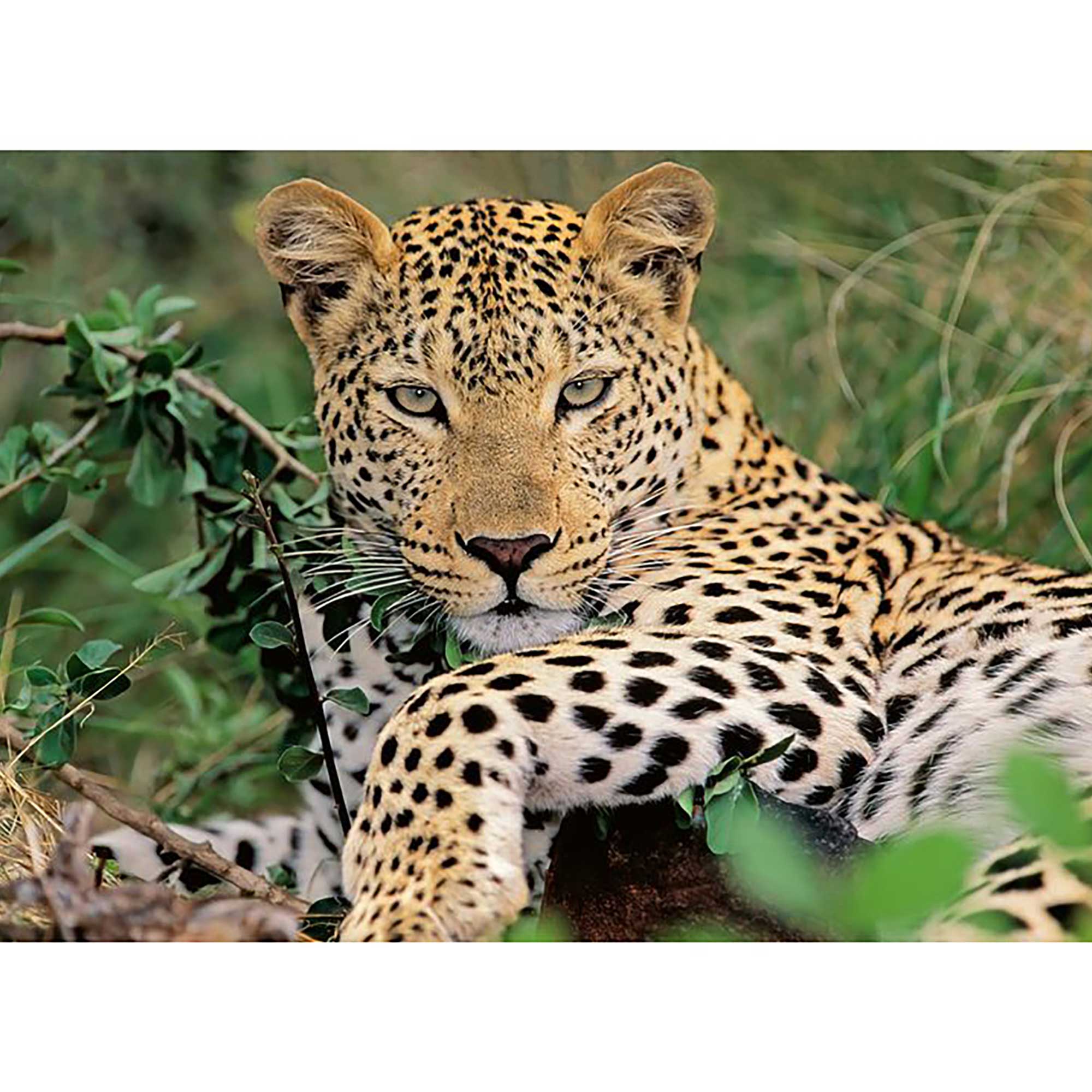 Ravensburger Lounging Leopard Puzzle (100 pieces) - Image 2
